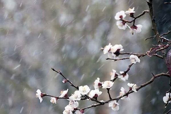  بازدید میدانی و برآورد خسارت سرمازدگی باغات شهرستان سامان