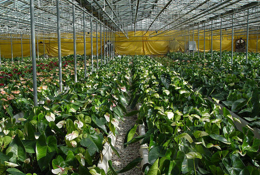 پرداخت بیش از 18 هزار میلیارد ریال تسهیلات در بخش کشاورزی چهارمحال و بختیاری