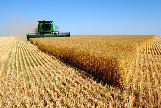 پرداخت مطالبات گندمکاران بوئین میاندشت