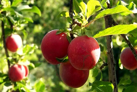 برداشت 18 هزار تن آلوچه در شهرستان مراغه