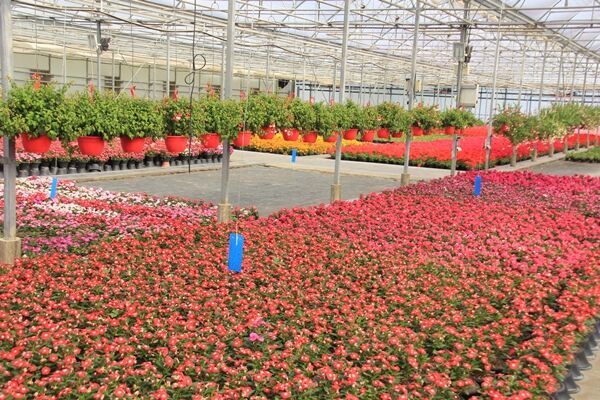 استان تهران، برای‌ چهارمین سال متوالی قطب توسعه کشت گلخانه‌ای کشور شد