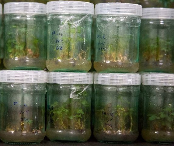 در یک سال اخیر۱.۵ میلیون اصله نهال به روش "کشت بافت" در اصفهان تولید شد