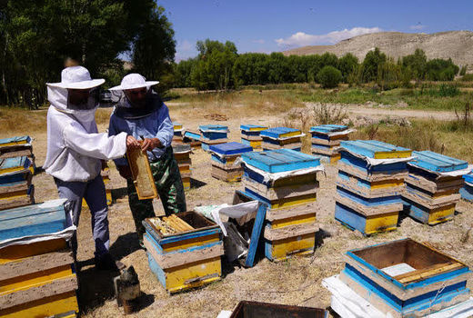 تولید بیش از ۶۸۴ هزار کیلوگرم عسل طبیعی در استان قزوین