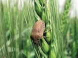مبارزه با آفت سن مادری درسطح بیش از ۱۲۰ هزار هکتار از مزارع غلات آذربایجان‌غربی