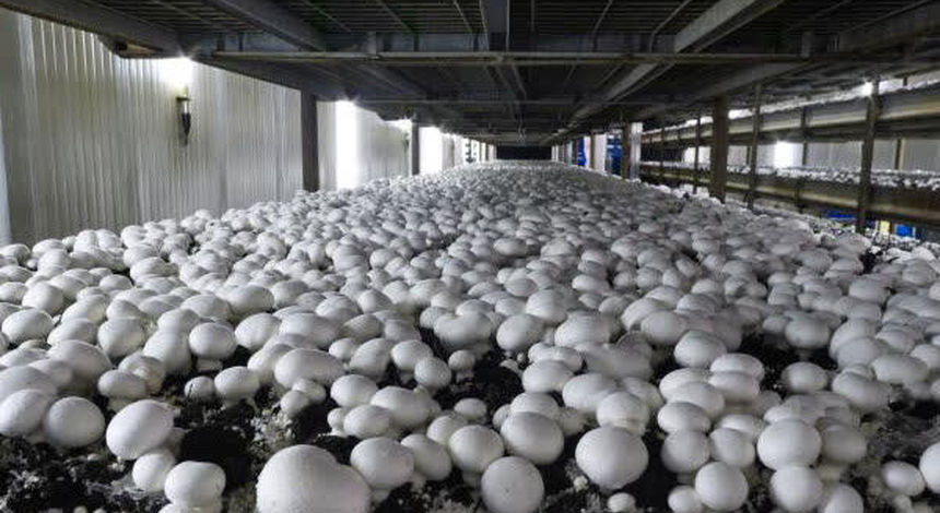 تولید سالانه قارچ در قزوین از ۱۳ هزار و ۹۰۰ تن فراتر رفت