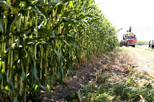 پرداخت 80 درصد مطالبات ذرت‌کاران کهگیلویه و بویراحمد