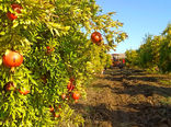برداشت ۵ هزار تن انار از باغات شهرستان سردشت 