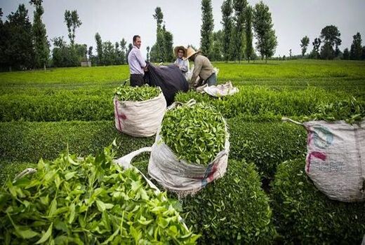سالانه تا ۱۵۰ هزار تن برگ سبز چای  با کیفیت برداشت می‌شود