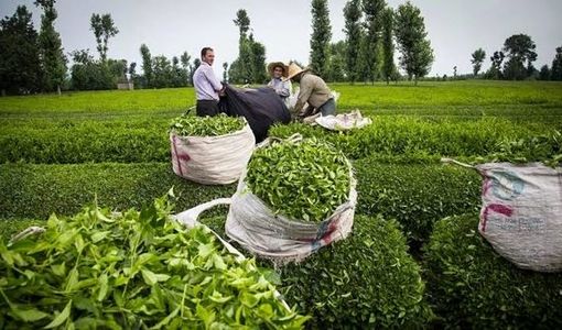 سالانه تا ۱۵۰ هزار تن برگ سبز چای  با کیفیت برداشت می‌شود