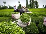 سالانه تا ۱۵۰ هزار تن برگ سبز چای  با کیفیت برداشت می‌شود