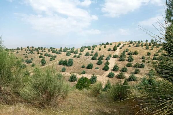طرح جنگل‌کاری برای عرصه‌های مستعد تهیه می‌شود