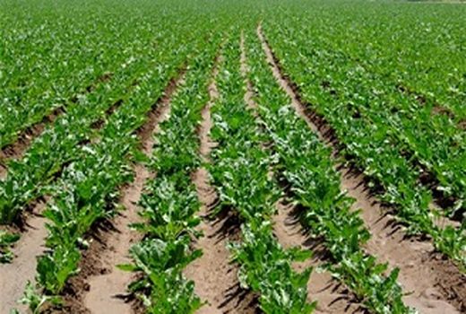 آغاز کشت چغندرقند در مرودشت 