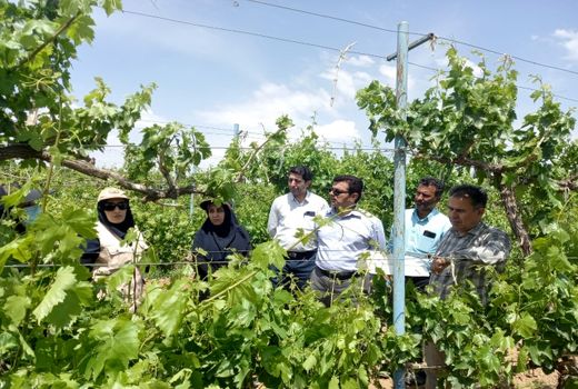 بازدید کارشناسان قرنطینه گیاهی حفظ نباتات کشور از باغات تاکستان