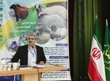 ۳۰درصد از سهم ارزش افزوده بخش کشاورزی متعلق به دامپروری است