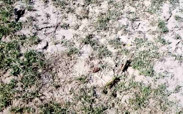 مبارزه با ملخ در سطح 1350 هکتار از مراتع سیستان