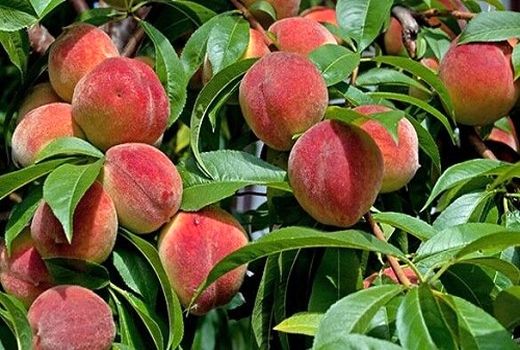 باغ‌های سپیدان تا اواسط مرداد ماه میزبان میوه‌ها  