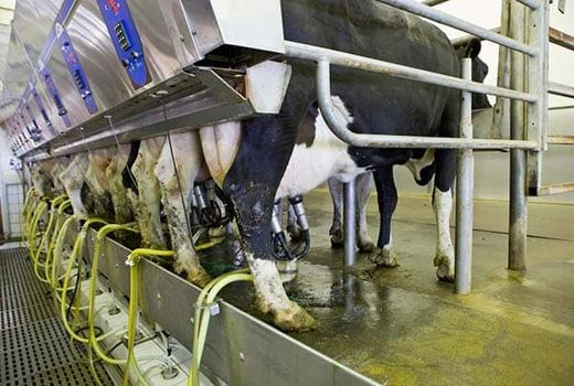 دامداران جنوب تهران در 5ماهه نخست امسال 94 هزارتن شیر خام تولید کردند