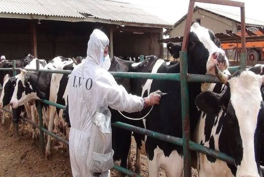 بیماری تب برفکی در سیستان و بلوچستان مشاهده نشده است/ لزوم همکاری با اکیپ‌های دامپزشکی

