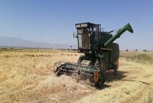 برداشت جو غصیل از بزرگترین مزرعه در کشور