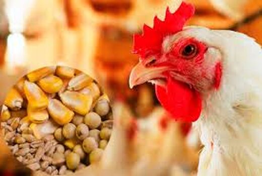 برای حمایت از مرغداران نهاده‌ها رسید 