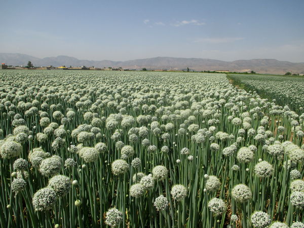 کشت ۶۵۰ هکتار پیاز پاییزه در شهرستان کوار