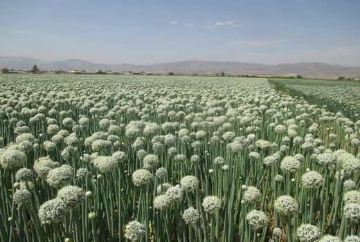 کشت ۶۵۰ هکتار پیاز پاییزه در شهرستان کوار