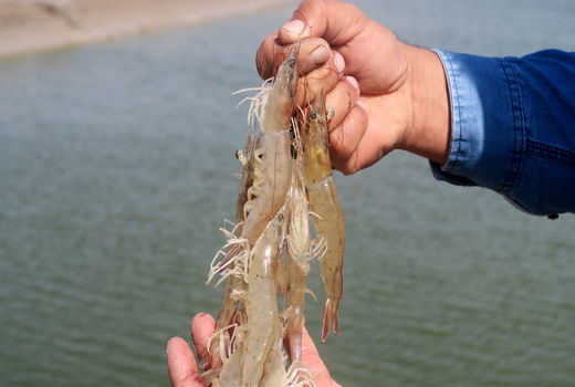 آغاز فصل برداشت میگوی پرورشی در خوزستان  