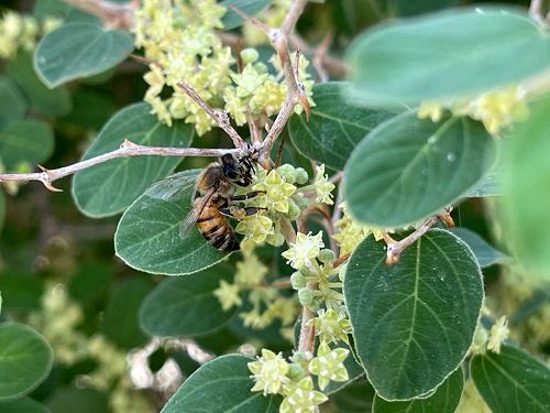 پیش بینی استقرار 120 هزار کلونی زنبور عسل در خنج