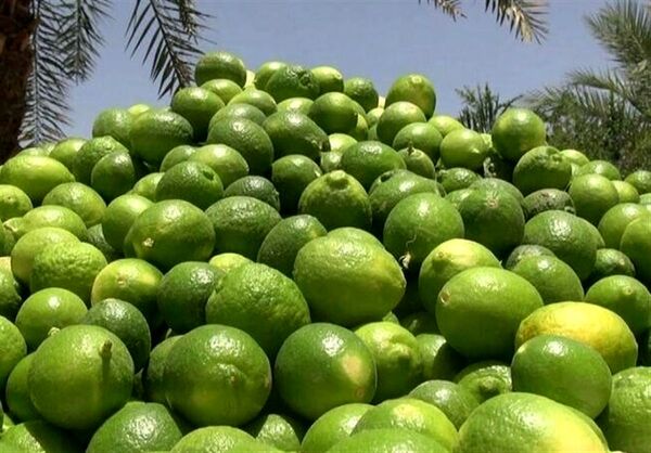 پیش بینی تولید 420 هزار تن لیموترش در فارس