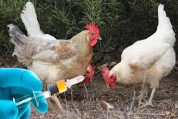 واکسیناسیون 3 میلیون و 371 هزار قطعه طیور بومی در روستاها علیه بیماری نیوکاسل 