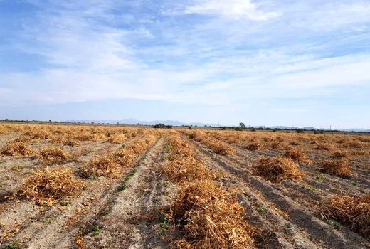 پایان عملیات برداشت لوبیا در مزارع بخش رودخانه شهرستان رودان