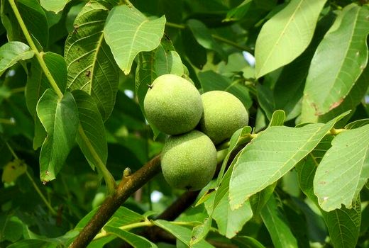 باغات گردو چهارمحال و بختیاری نیازمند یک دوره آبیاری زمستانی 