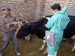 واکسیناسیون رایگان دام علیه بیماری لمپی‌اسکین در کردستان آغاز شد