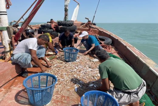 بررسی ذخایر میگو در آب‌های شمال غربی خلیج فارس در سال 1402