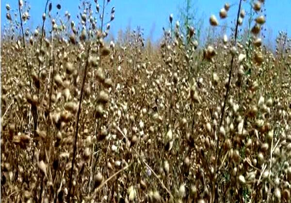 آغاز برداشت نخستین دانه کاملینا از مزارع خراسان شمالی