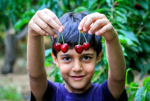 برداشت گیلاس از باغات سامان 