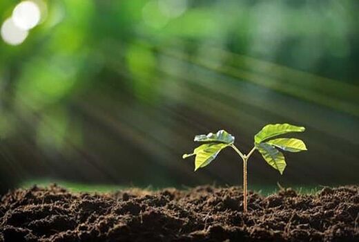 موفقیت چندین شرکت ایرانی برای صادرات نهال‌های سالم