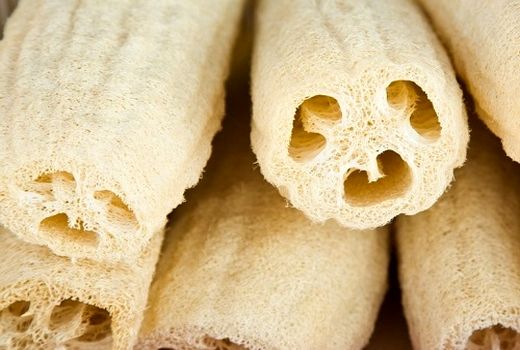 کاشت لوفا در رستم برای نخستین بار 