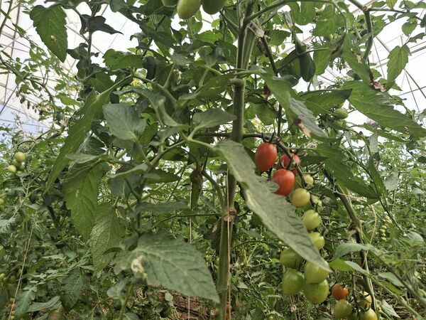 واگذاری ۴۰۰ هکتار اراضی به کشت گلخانه ای
