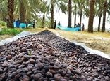 آغاز برداشت خرما از نخلستان‌های استان بوشهر