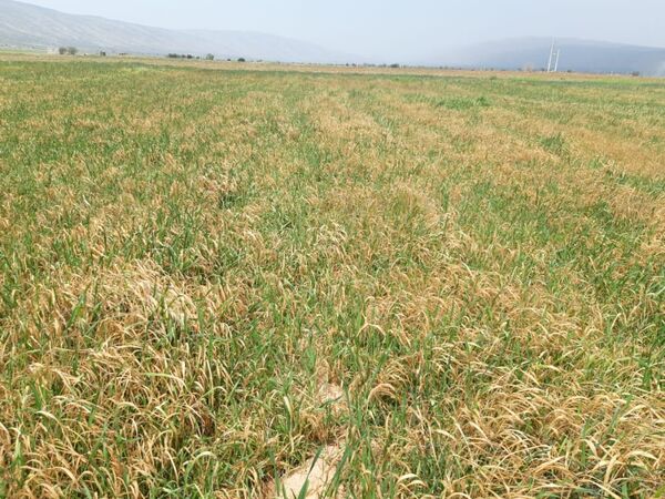 خسارت ۱۴ میلیارد تومانی سرمازدگی به کشاورزی فیروزآباد 