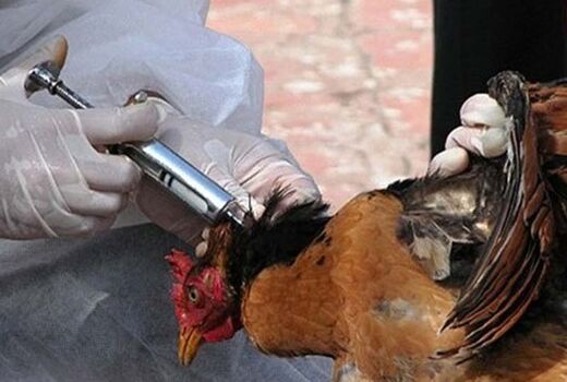 دستگاه‌ها همراه نشوند، آنفلوآنزای پرندگان مهار نمی‌شود