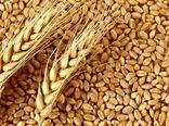 آزادسازی قیمت گندم و آرد؛ راه نجات صنعت آرد نان