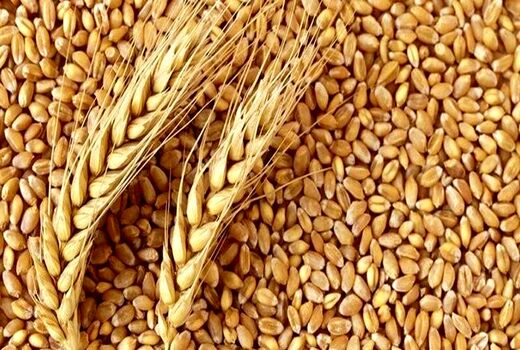 آزادسازی قیمت‌ گندم و آرد؛ راه نجات صنعت آرد نان