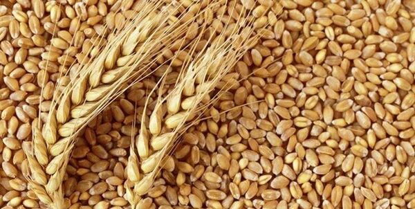 آزادسازی قیمت‌ گندم و آرد؛ راه نجات صنعت آرد نان