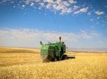 برداشت گندم در بوشهر از مرز ۴۶ هزار تن گذشت 