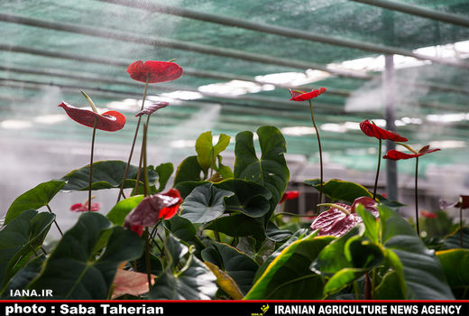 ایران در صادرات محصولات کشاورزى نسبت به نفت مزیت دارد