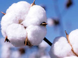 واردات پنبه باید صفر شود