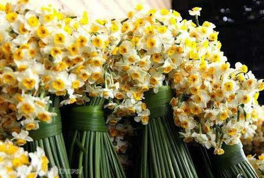 برداشت نرگس از 200 هکتار از مزارع کازرون 