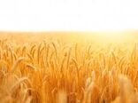مزرعه نوآور، راهکاری در ایجاد تحول در بخش کشاورزی خرمشهر
